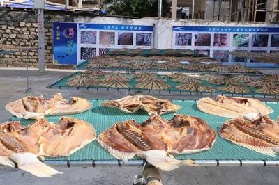 樂東利國鎮(zhèn) 黨建引領(lǐng)產(chǎn)業(yè)興，海產(chǎn)加工育苗助推集體經(jīng)濟(jì)“破浪前行”