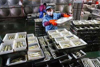 浙江漁港迎歸帆 岱山、象山卸貨忙，產(chǎn)銷兩旺映豐年